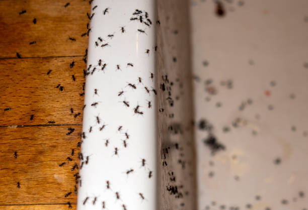 Best Affordable Pest Control Services  in Fort Pierce, FL